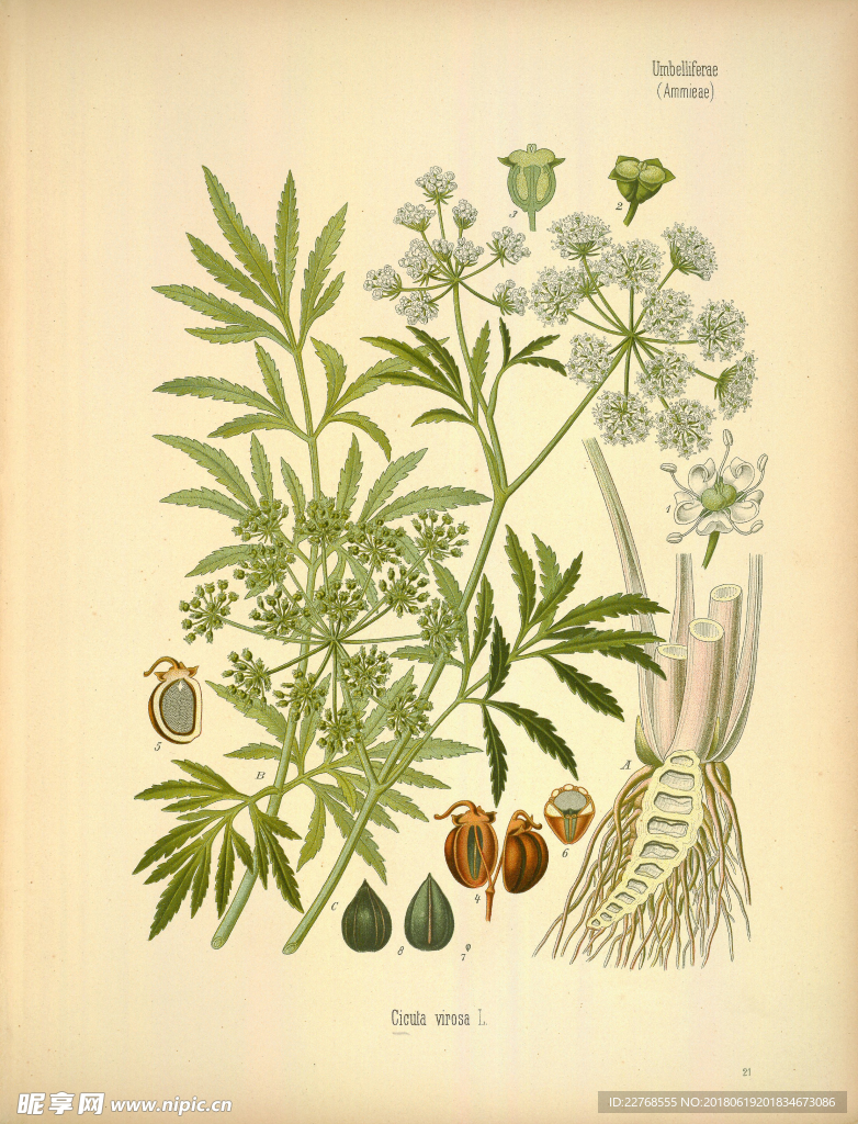 植物绘画