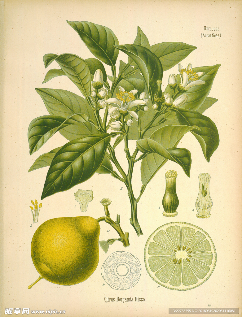 植物绘画