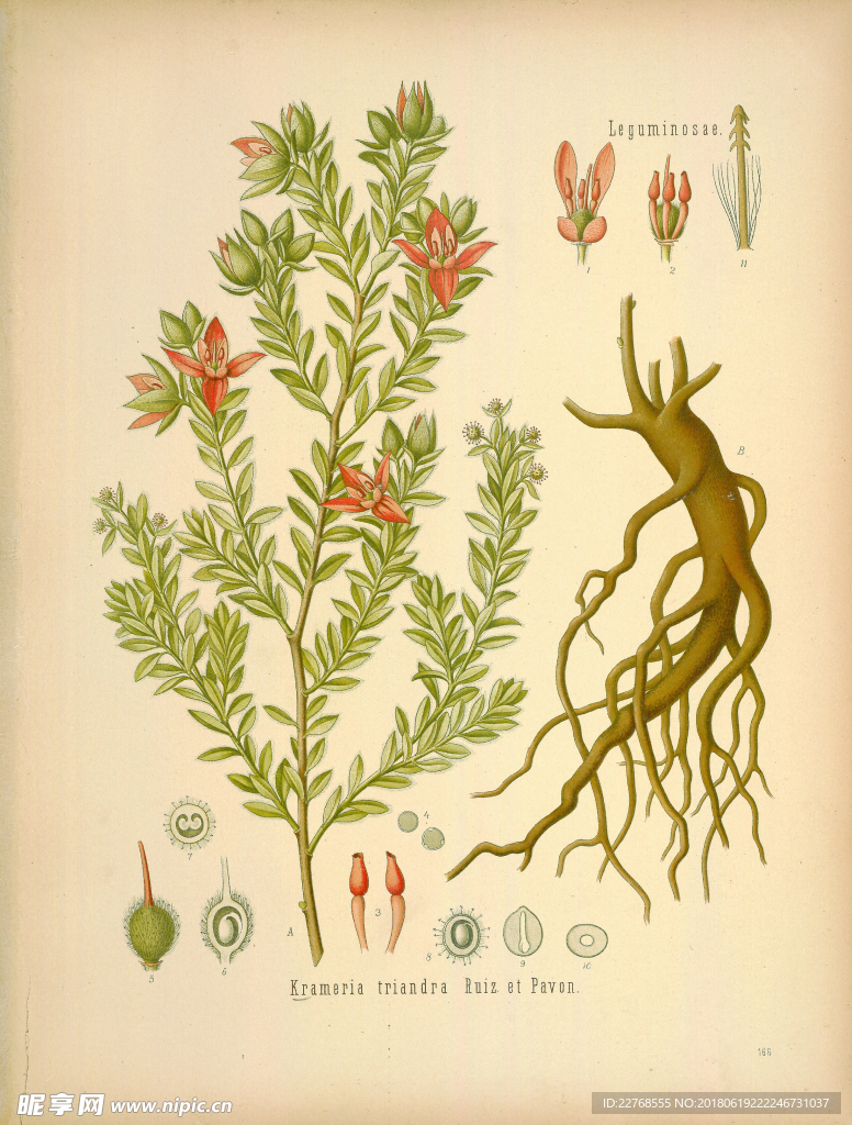植物绘画