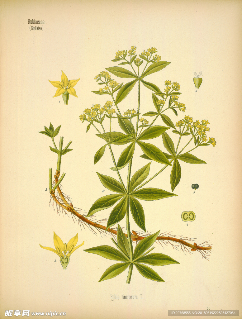 植物绘画