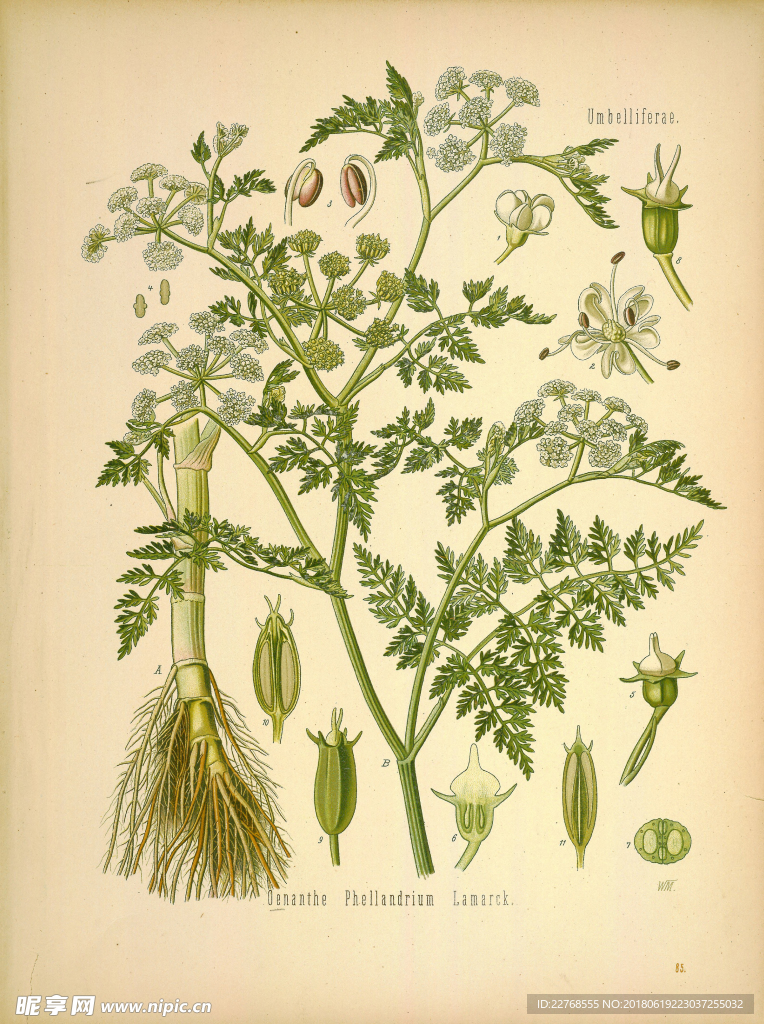 植物绘画