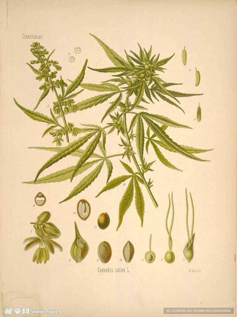 植物绘画
