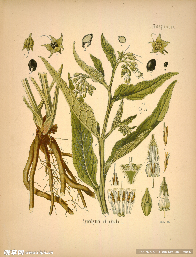 植物绘画