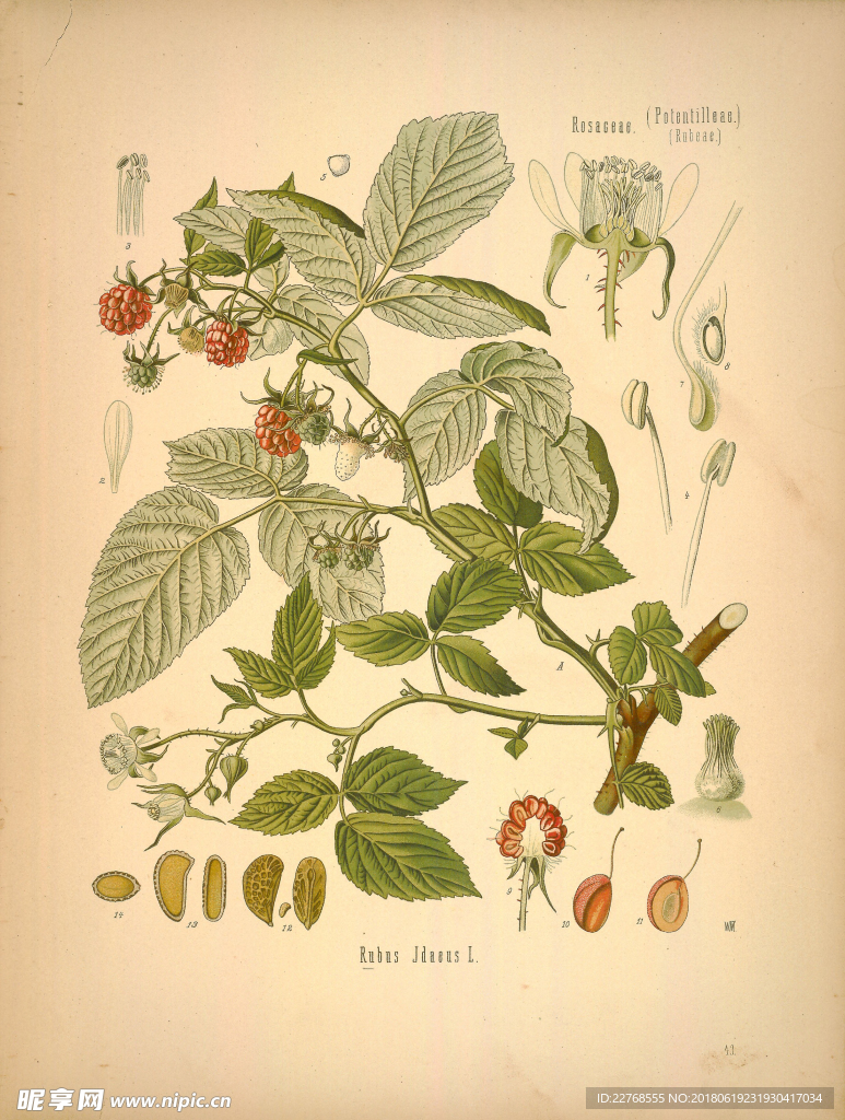 植物绘画