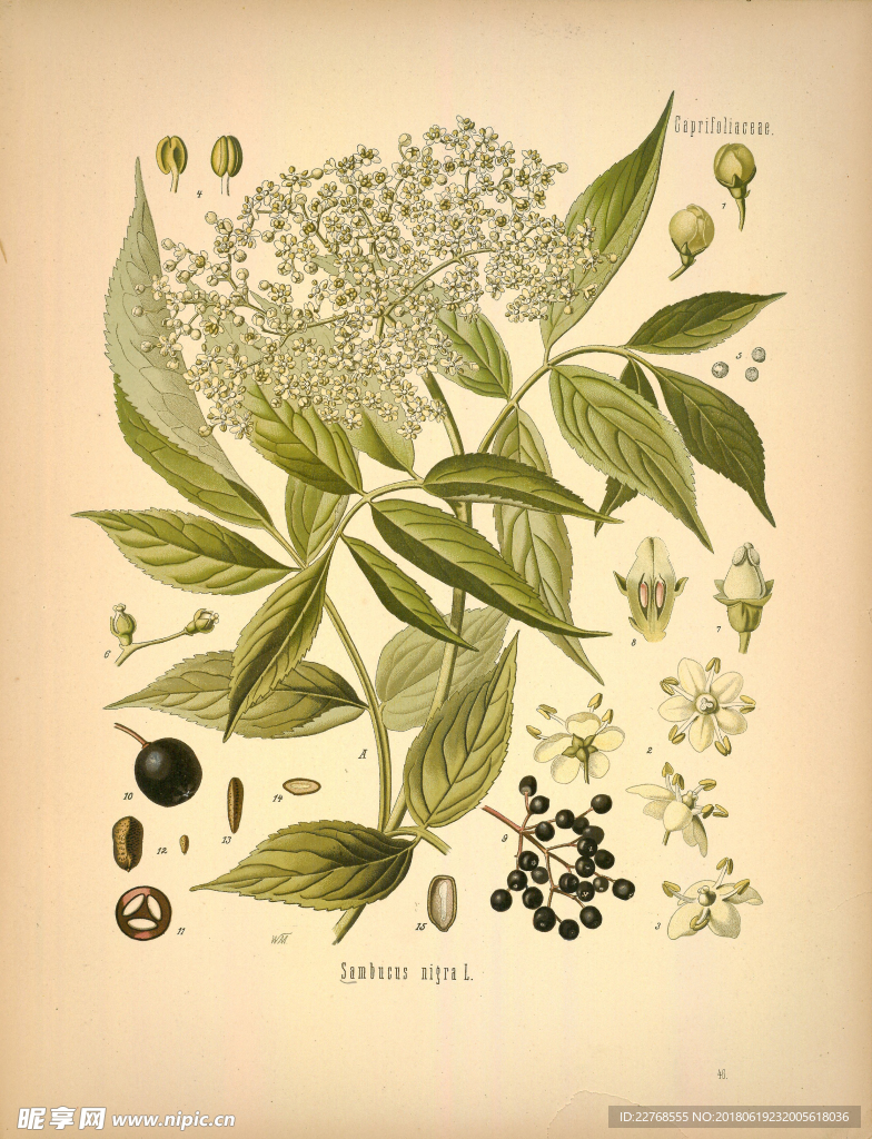 植物绘画