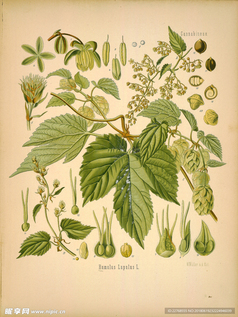 植物绘画
