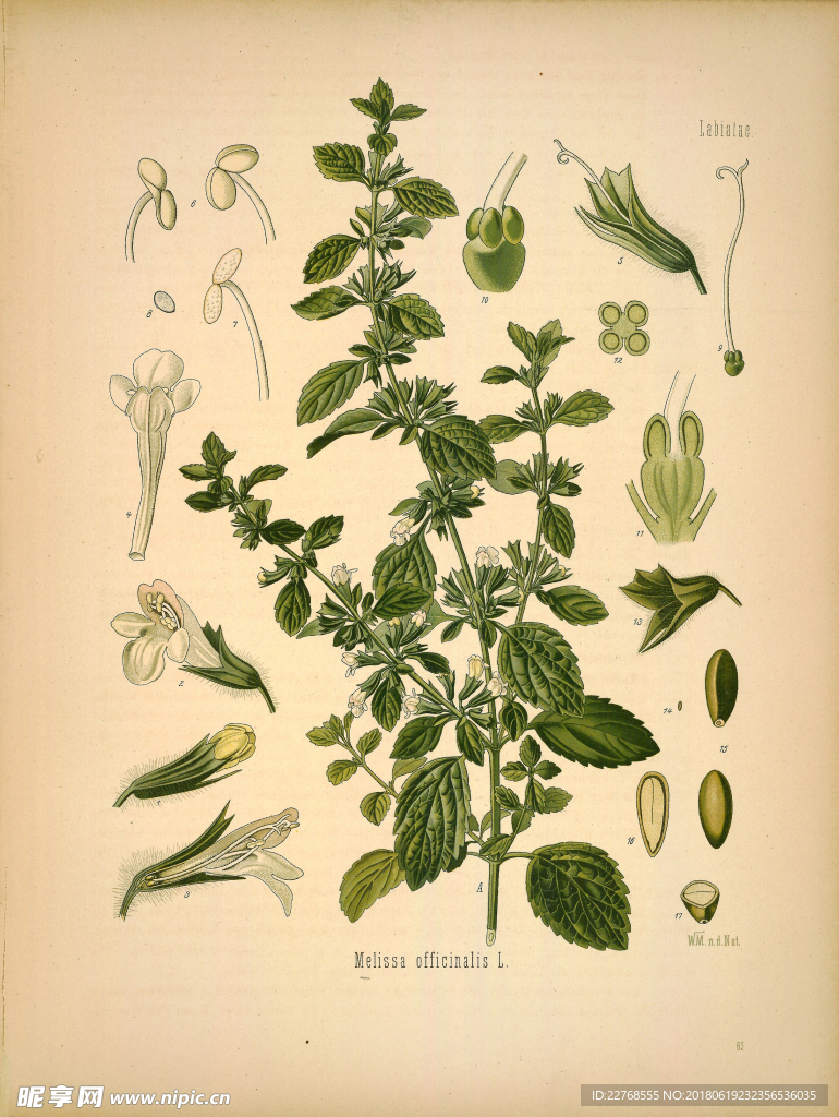 植物绘画