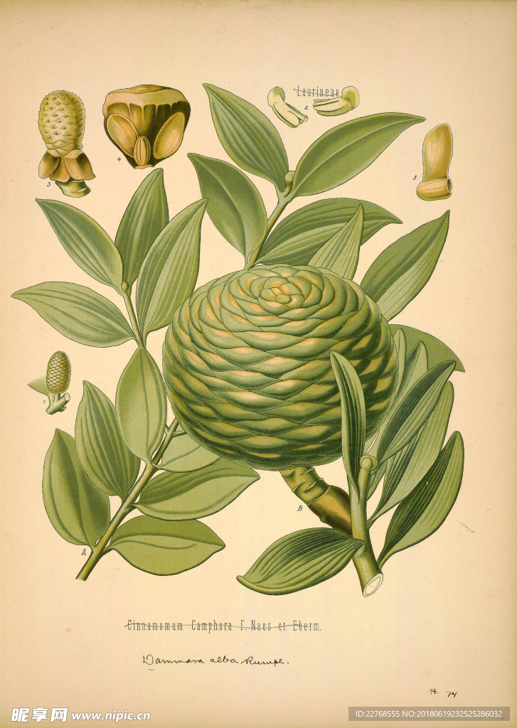 植物绘画