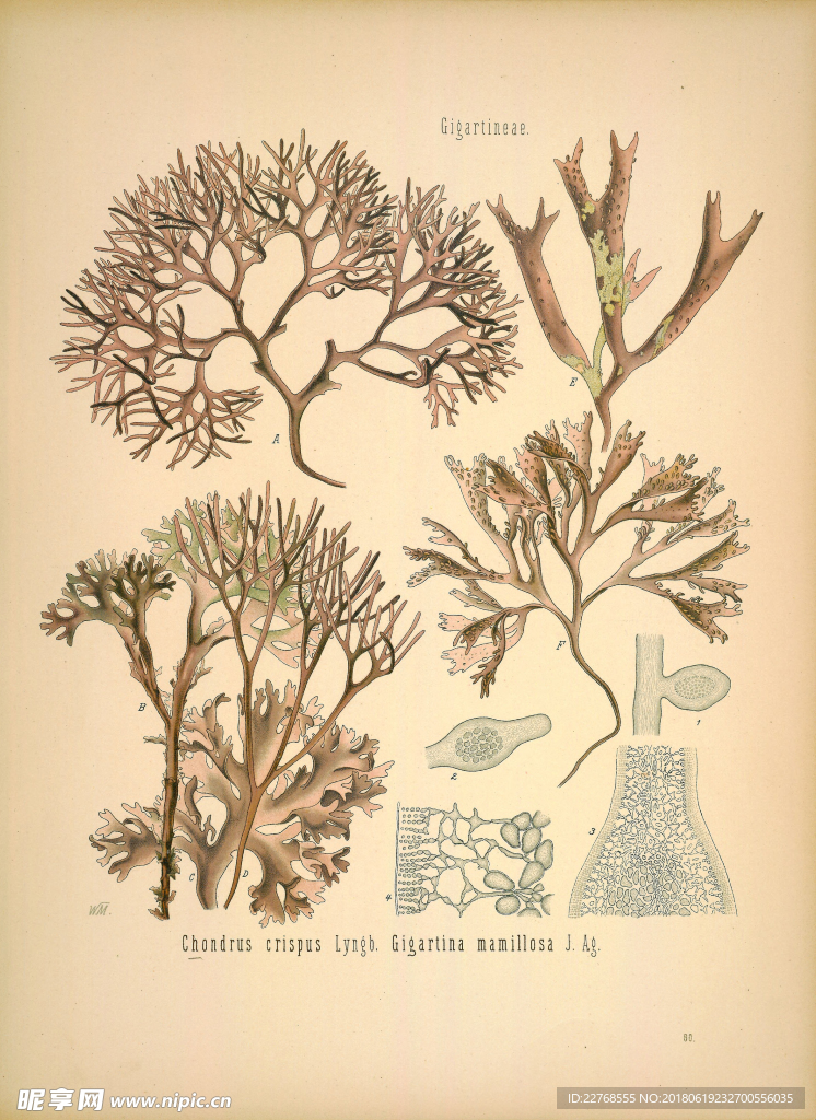 植物绘画