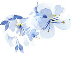 水粉花