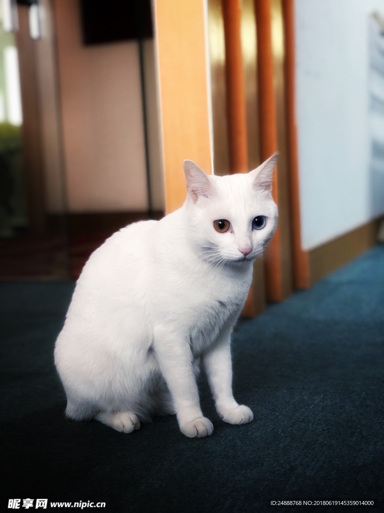 波斯猫
