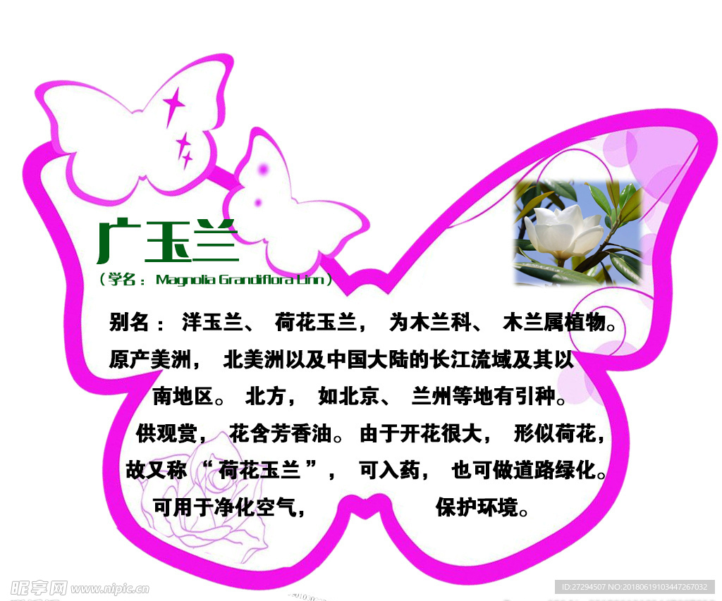 蝴蝶广玉兰树牌