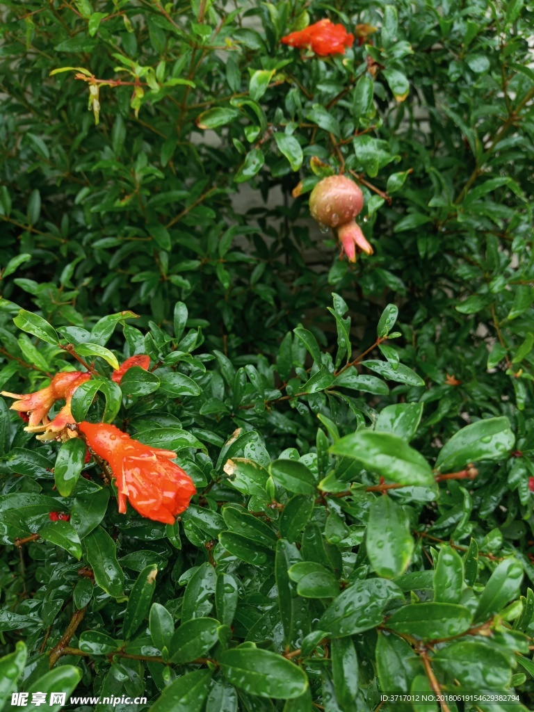 雨后石榴