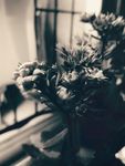 长寿花