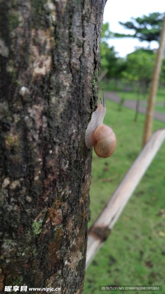 蜗牛特写