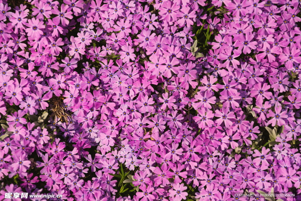 小花