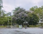 紫荆