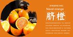 脐橙展板