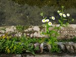 小雏菊
