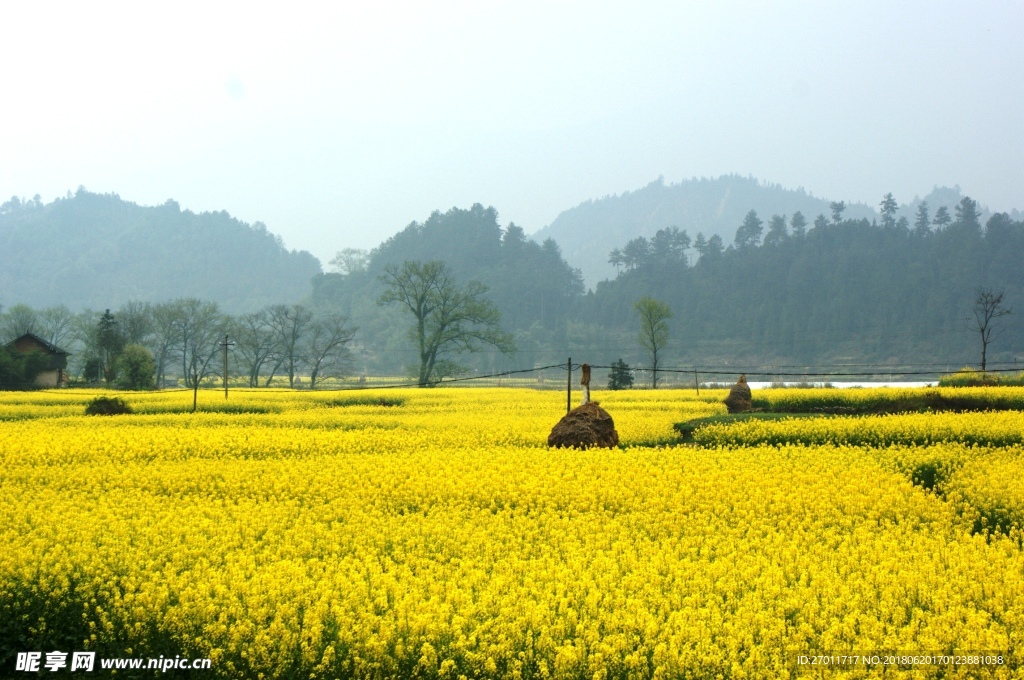 油菜花