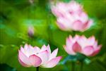 荷花丛