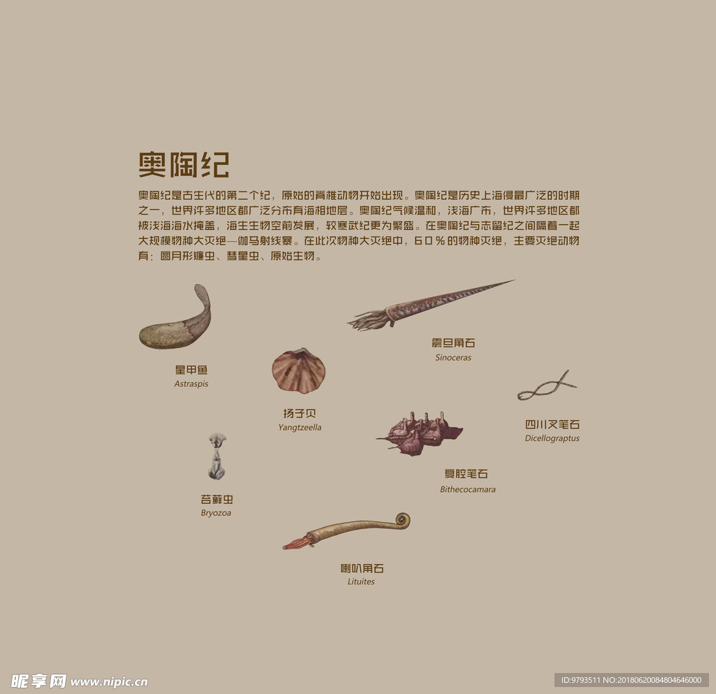 奥陶纪生物