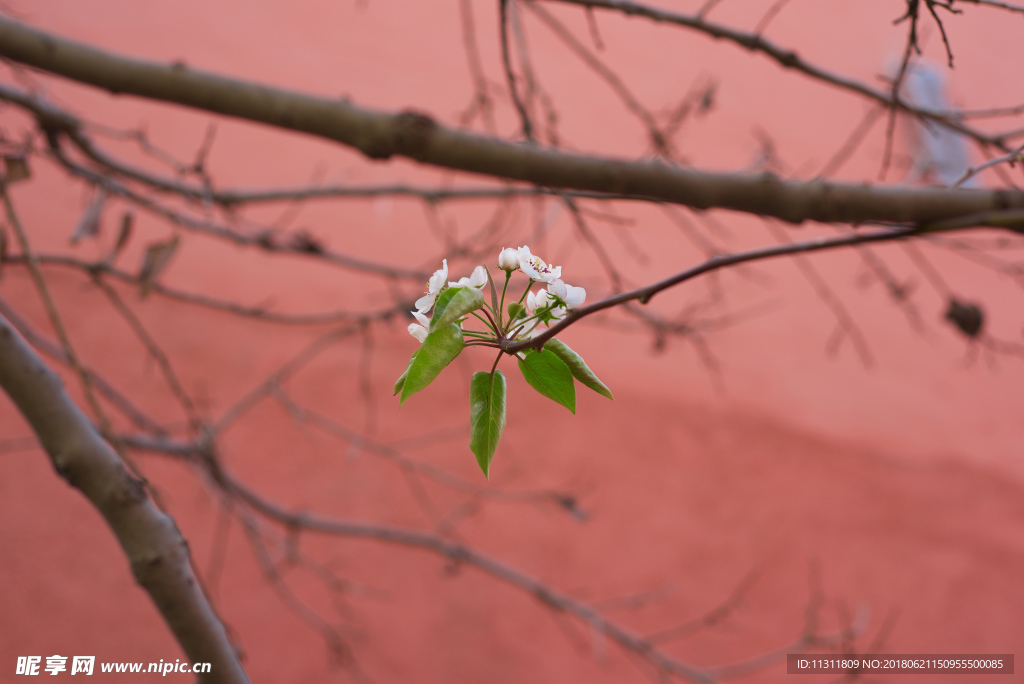 柿子花