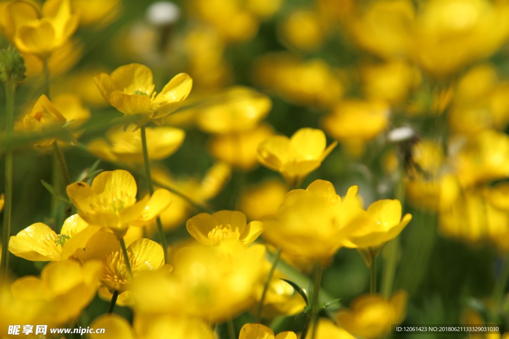 小黄花