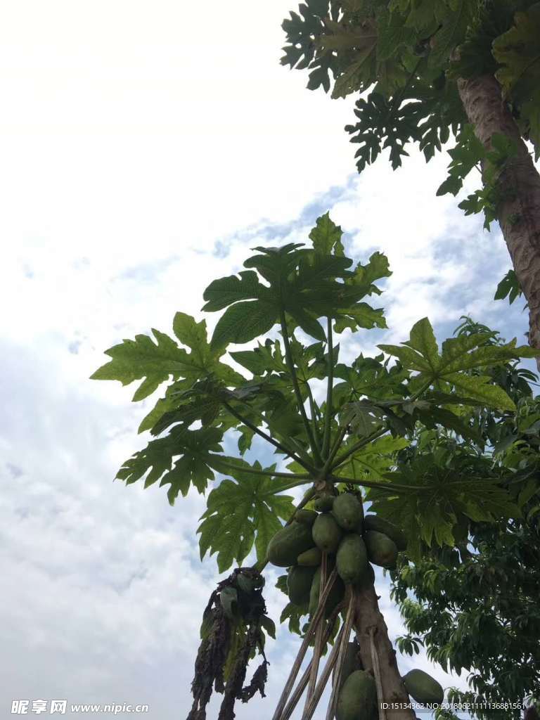 木瓜 蓝天白云