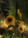 夜间赏花