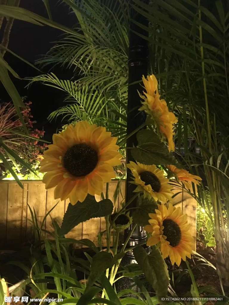 夜间赏花