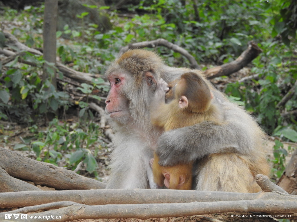 母爱猴子