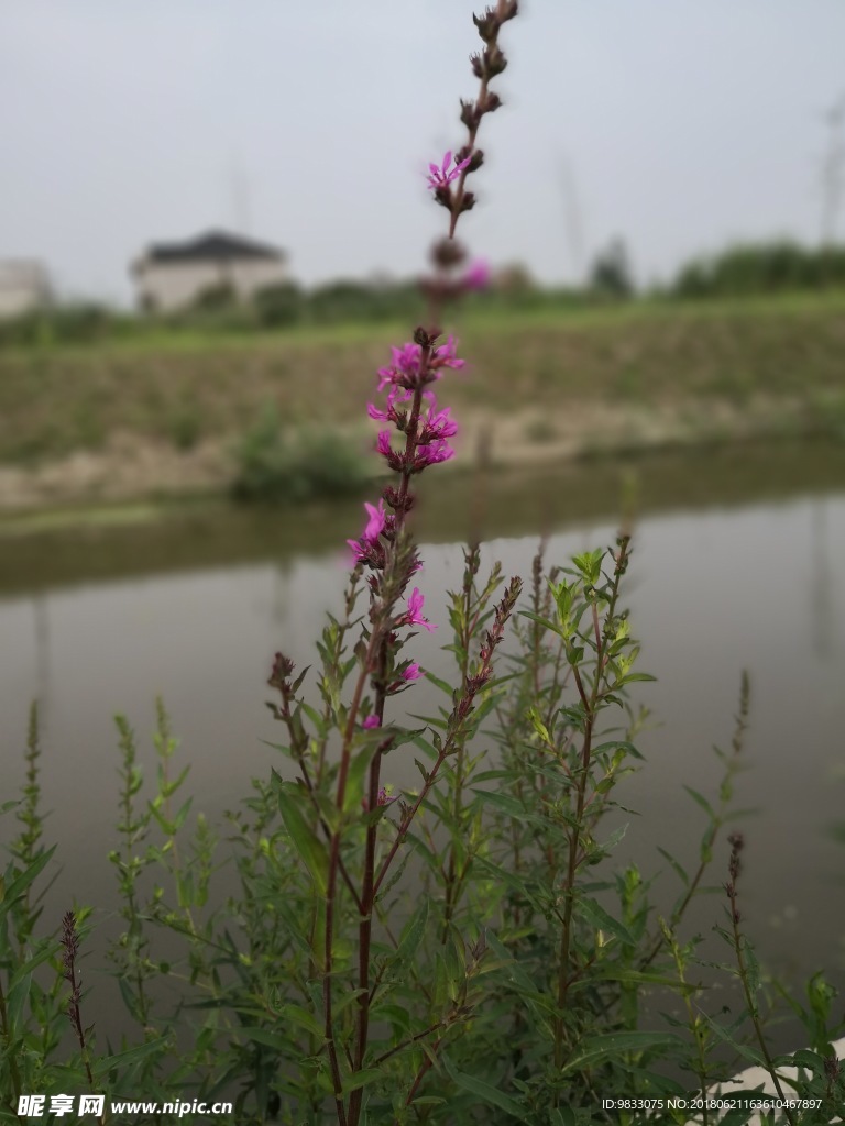 水边植物