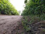 土路 露珠 野草