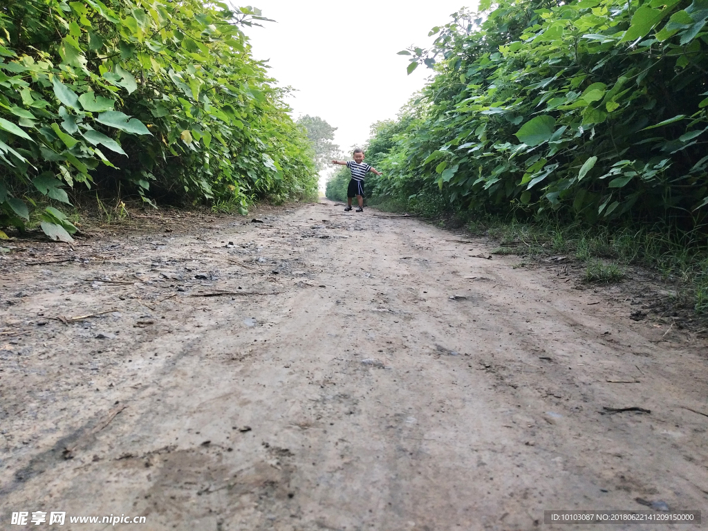 田间土路 路两旁绿树