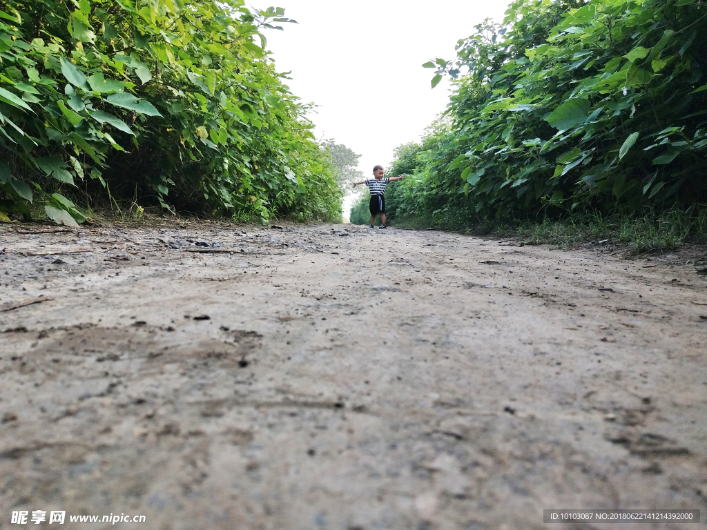 田间土路 路两旁绿树