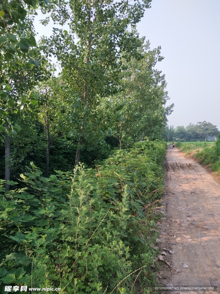 田间土路 路两旁绿树