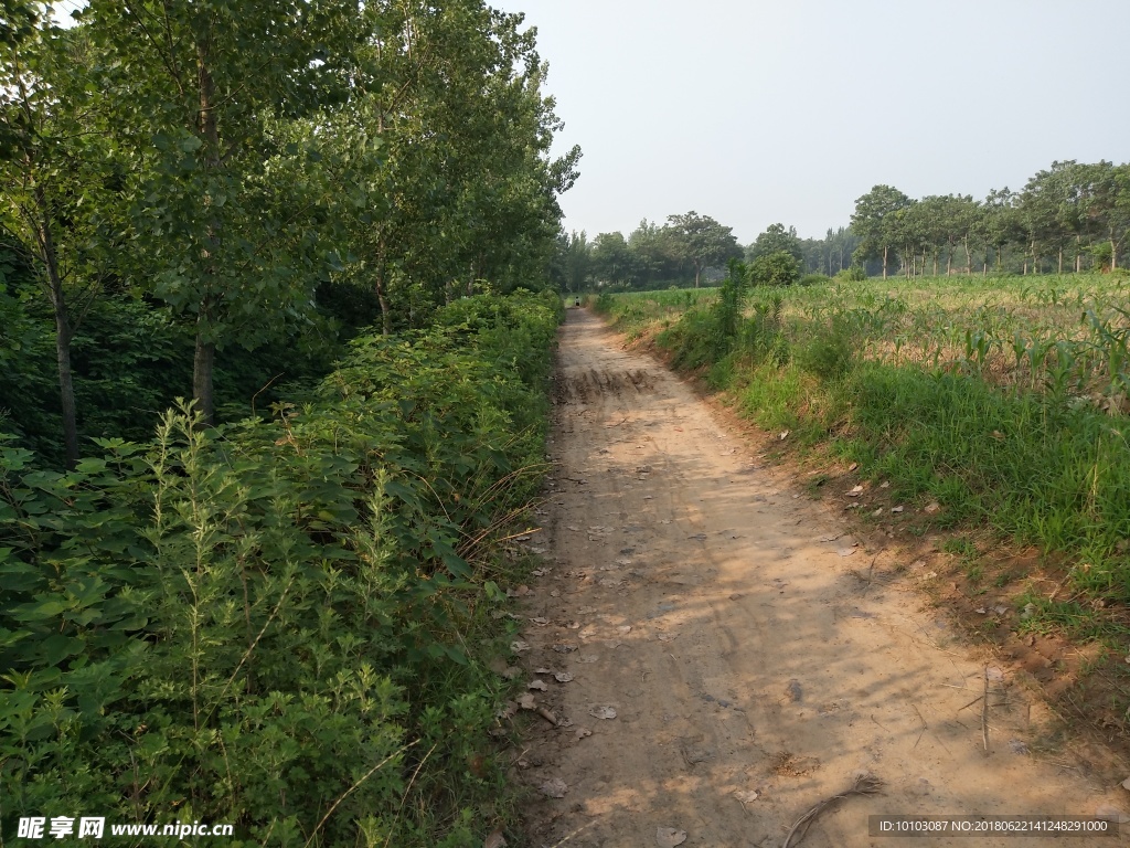 乡间小路 路两旁绿树