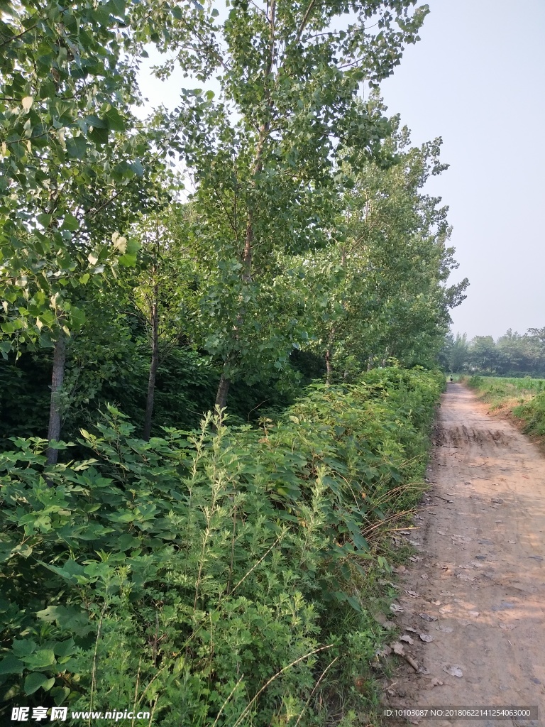 田间土路