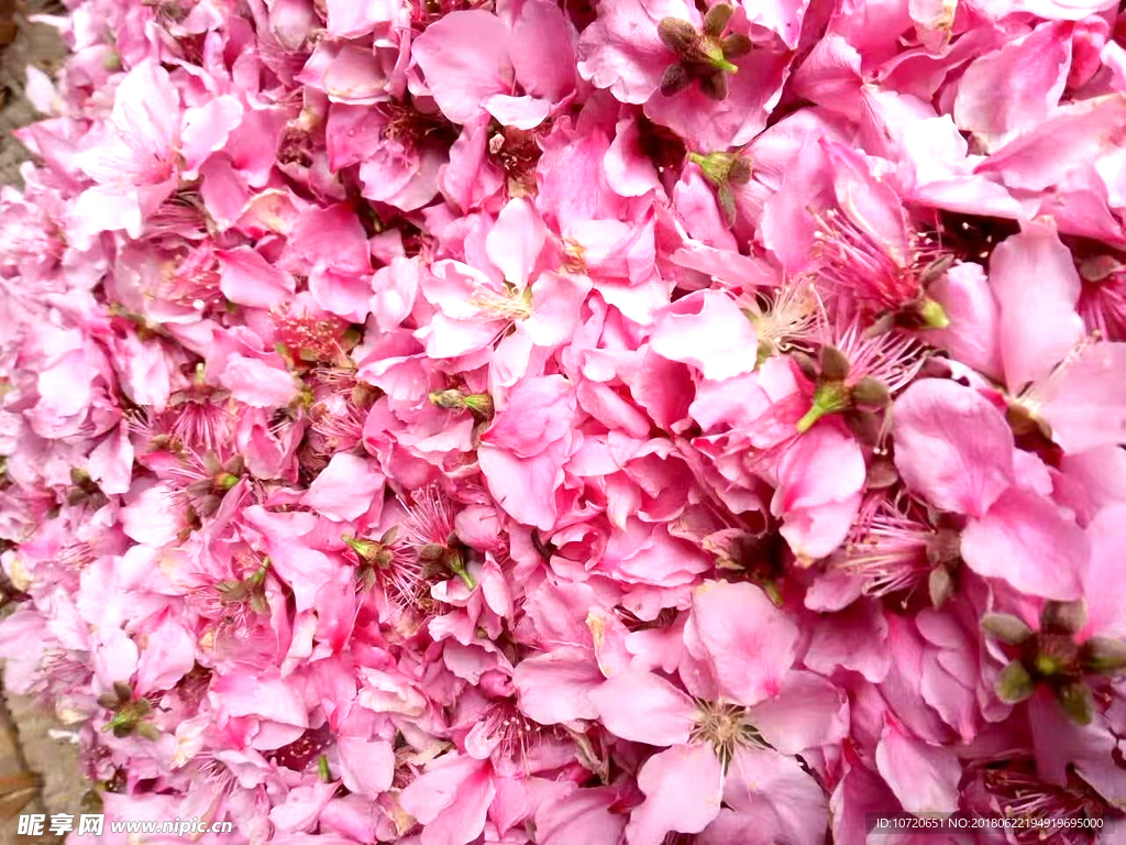 桃花