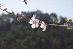 美丽的桃花