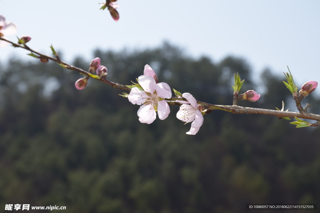 美丽的桃花