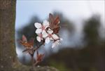 美丽的桃花