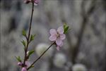 美丽的桃花