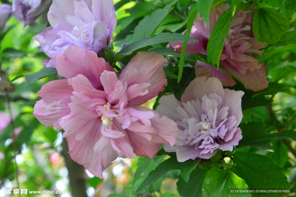 木槿花