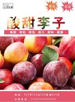 李子海报