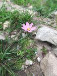 粉丝小花