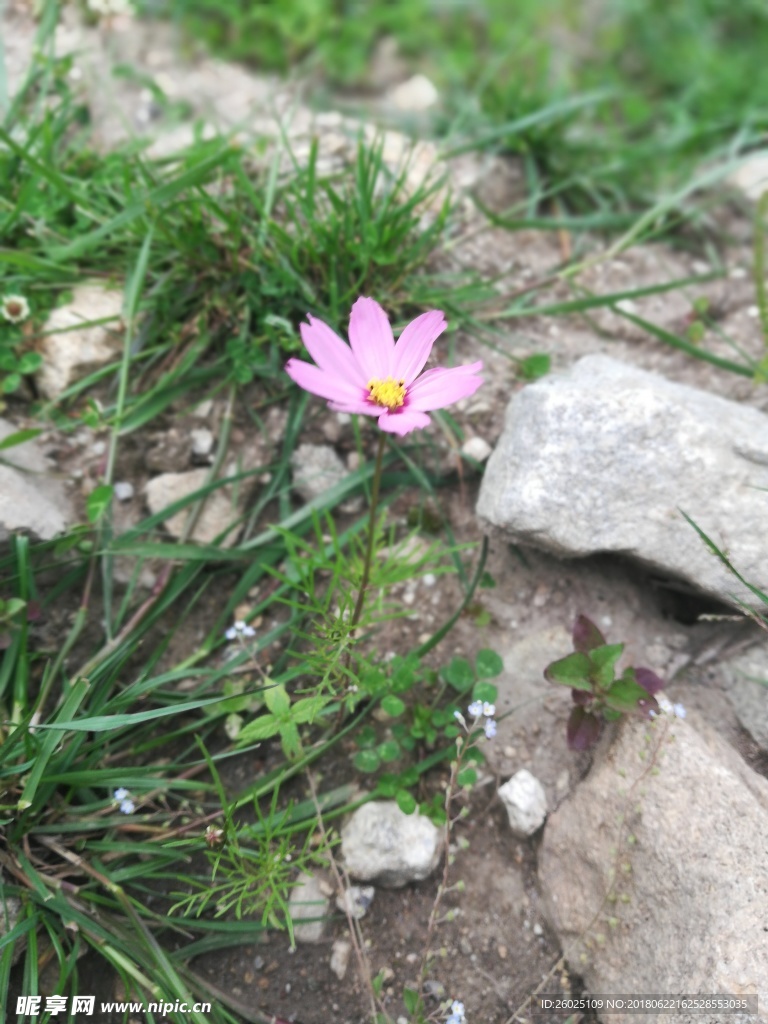 粉丝小花