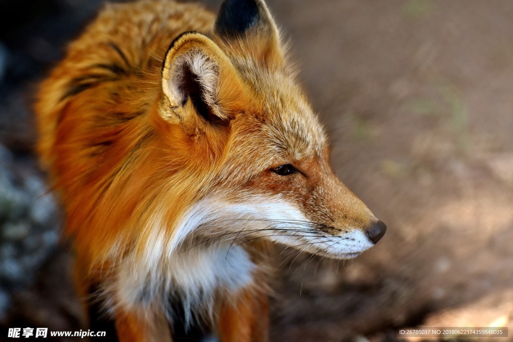 漂亮的狐狸