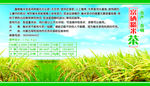 糙米茶介绍